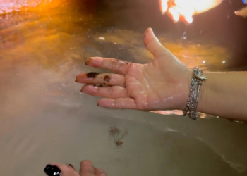 Día de la Tierra en Quintana Roo: alertan por sargazo, selva y agua en riesgo