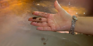 Día de la Tierra en Quintana Roo: alertan por sargazo, selva y agua en riesgo