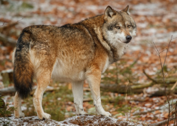 Liberan familia de lobos mexicanos en Durango y celebran regreso histórico de la especie