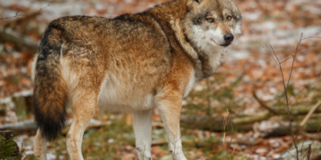 Liberan familia de lobos mexicanos en Durango y celebran regreso histórico de la especie