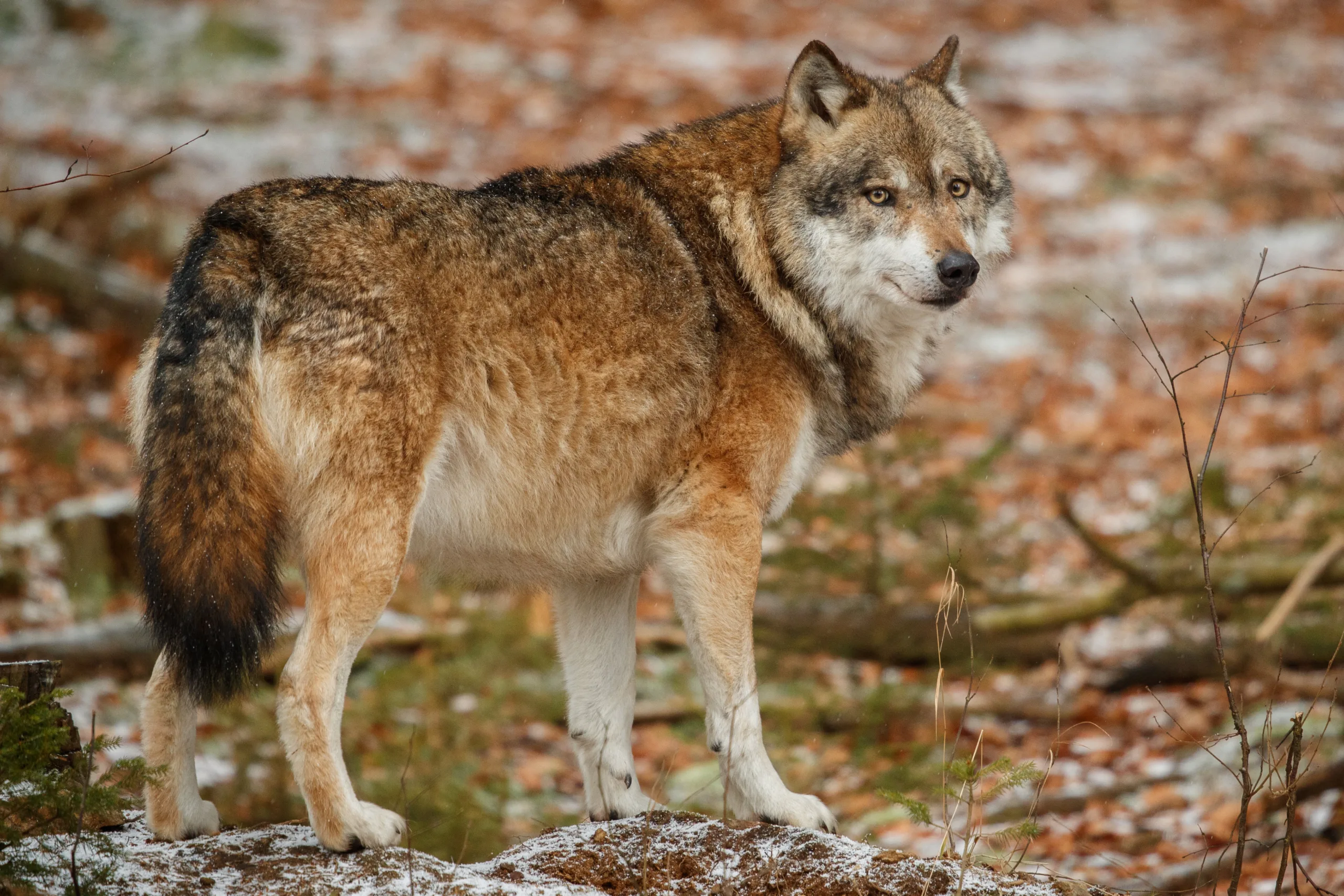 Liberan familia de lobos mexicanos en Durango y celebran regreso histórico de la especie