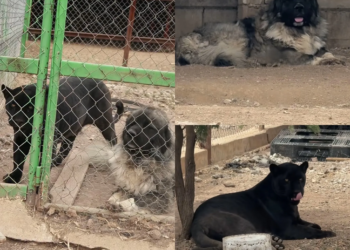 La pantera que “aprendió” a ladrar y el perro que imita a un felino
