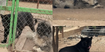 La pantera que “aprendió” a ladrar y el perro que imita a un felino