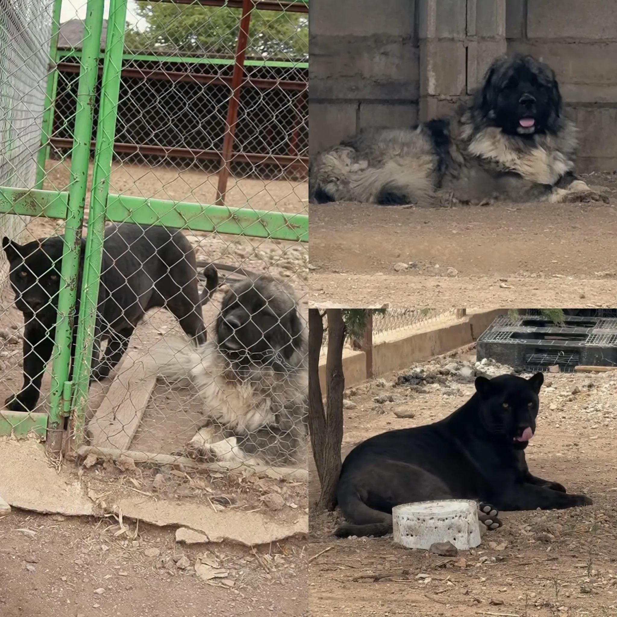 La pantera que “aprendió” a ladrar y el perro que imita a un felino