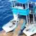 Crisis del sargazo en Quintana Roo 2026: más de 30 mil toneladas recolectadas y solo 5 playas limpias