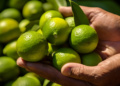 “Trabajamos más y ganamos menos”: productores de limón alertan crisis en el campo de Quintana Roo
