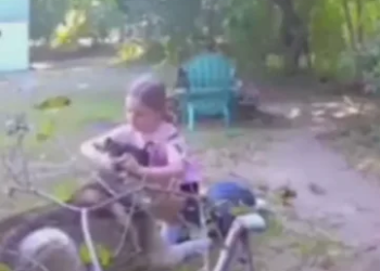 La travesura que derritió internet: cambió un husky por un peluche