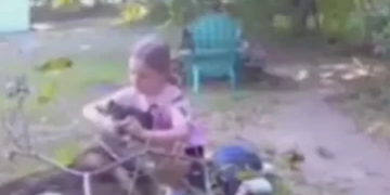 La travesura que derritió internet: cambió un husky por un peluche