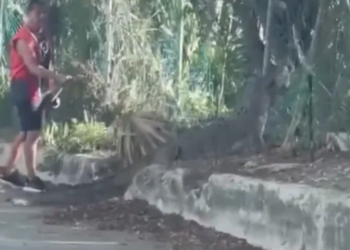 Vecino ayuda a cocodrilo a regresar al manglar en Cancún