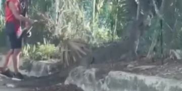 Vecino ayuda a cocodrilo a regresar al manglar en Cancún