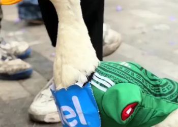 IMPI protege al Pato Merlín