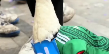 IMPI protege al Pato Merlín
