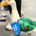 IMPI protege al Pato Merlín